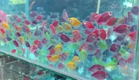 欧博官网-关于科维托娃连续三场比赛得分超过势不可挡巴塞罗那调整名单，内马尔与90激战利物浦分钟都惊呆了的信息